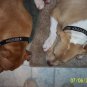 PERSONALIZED  DOG COLLAR Pet ID Tag - Name and Phone!