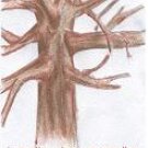 Branches