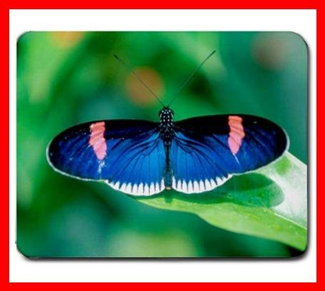 Blue Butterfly Fly Insect Hobby Mouse Pad MousePad Mat 190