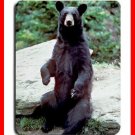 Black Bear Wild Animal Hobby Mouse Pad MousePad Mat 192