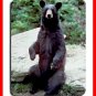 Black Bear Wild Animal Hobby Mouse Pad MousePad Mat 192
