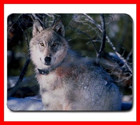 Grey Wolf Wildlife Animal Mouse Mouse Pad MousePad Mat 196