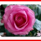 Pink Rose Flower Hobby Fun Mouse Mouse Pad MousePad Mat 211
