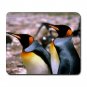 King Penguins Bird Hobby Mouse Pad MousePad Mat 248