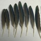 15 Quaker Parrot Naturally Molted 3" & 4" Feathers Grey Blue