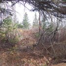 NOVA SCOTIA LAND 107 ACRES SOUTHERN TIP CLOSE TO LAKE & OCEAN POWER CABLE PHONE SUBDIVIDABLE