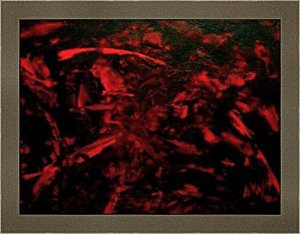 Blood