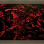 Blood