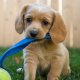 Dog Toys