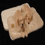PRECISION SNOOZZY COZY SLEEP TIGHT 23X16