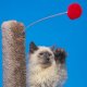 Cat Toys