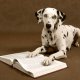 Dog Books