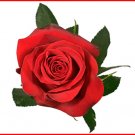 Ecuador Cotacashi Fresh Cut 25 Roses