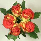 Ecuador Cotacashi Fresh Cut 50 Roses