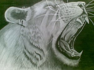 Lioness
