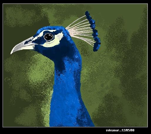 Peacock