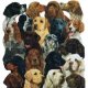 Dog T-Shirts, Hats, & Buttons