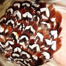 pHEASANT