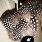 sPECKLEd oNYx