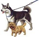 Nylon Double Dog Coupler
