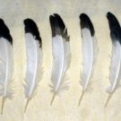 Imitation Eagle Feathers 7"  Pkt of 10