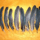 Spotted Guinea Hen Feathers 6-8" Pack of 10 Sanitized