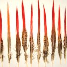 10 Golden Pheasant Red Tip Feathers 6-8" Long