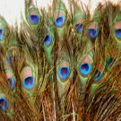 100 Natural Peacock feathers w Blue Green Eyes 30-35" L 100 Natural Peacock feathers w Blue Green Eyes 30-35" L