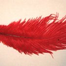 Ostrich Feathers Drabs RED Narrow 10-12" L 3-4" W