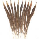 Golden Pheasant Barred Tail Feathers 12-14" Pkt of 10