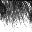 Ostrich Feather Trim 5 yd x 5" Solid 4 colors available Ostrich Feather Trim 5 yd x 5" Solid 4 colors available