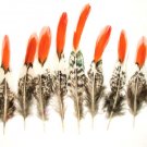 Lady Amherst Pheasant Feathers Red tip 4-6" Pkt of 10