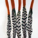 Pheasant Feathers Lady Amherst  Red tip 8-10" Pkt of 5