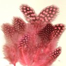 Spotted Guinea hen feathers 1/4 oz packet Body Plummage Pink Spotted Guinea hen feathers 1/4 oz packet Body Plummage Pink