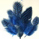 Spotted Guinea hen feathers 1/4 oz packet Body Plummage Blue Spotted Guinea hen feathers 1/4 oz packet Body Plummage Blue