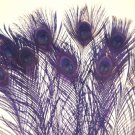 10 Peacock Feathers w Eyes Dyed Regal Purple 10-15" L