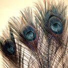 10 Peacock Feathers w Eyes Dyed Black 10-15" L 10 Peacock Feathers w Eyes Dyed Black 10-15" L