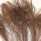 10 Peacock Feathers w Eyes Dyed Brown 10-15" L