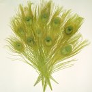 10 Peacock Feathers w Eyes Dyed Celedon Green 10-15" L