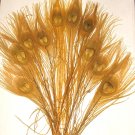 100 Peacock Eye Feathers GOLD 10-15" L bleached & dyed