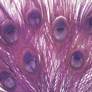 100 Peacock Feathers w Eyes Dyed Plum Purple10-15" L