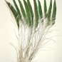 50 Peacock Sword Feathers Left Natural Iridescent 20-25" L