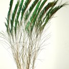 50 Peacock Sword Feathers Right Natural Iridescent 20-25" L 50 Peacock Sword Feathers Right Natural Iridescent 20-25" L