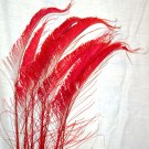 50  Peacock Sword Feathers Bleached & Dyed RED  20-25" L
