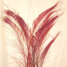 50 Peacock Sword Feathers Bleached & Dyed BURGUNDY 20-25" L