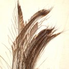 50 Peacock Sword Feathers Bleached & Dyed BROWN 20-25" L