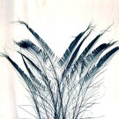 50 Peacock Sword Feathers Bleached & Dyed BLACK 20-25" L 50 Peacock Sword Feathers Bleached & Dyed BLACK 20-25" L