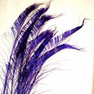 50 Peacock Sword Feathers Bleached & dyed REGAL PURPLE  20-25" L