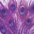 100 Peacock Eye Feathers PLUM PURPLE 10-15" L bleached & dyed