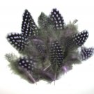 1-4" Spotted Guinea hen feathers 1/4 oz packet Body Plumage Lavender